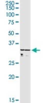 Western Blot: WBSCR22 Antibody [H00114049-D01P]