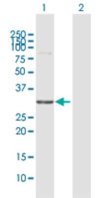 Western Blot: WBSCR22 Antibody [H00114049-D01P]