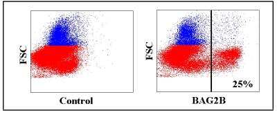 Flow Cytometry: WC1(+) gamma delta T cell Antibody (BAG2B) [NBP2-61079]