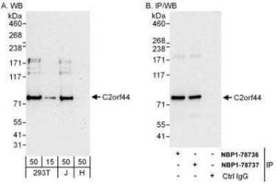 Western Blot: WDCP Antibody [NBP1-78737]