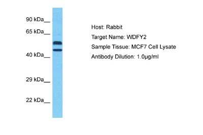 Western Blot: WDFY2 Antibody [NBP2-84331]