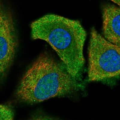 Immunocytochemistry/ Immunofluorescence: WDFY3 Antibody [NBP2-48910]