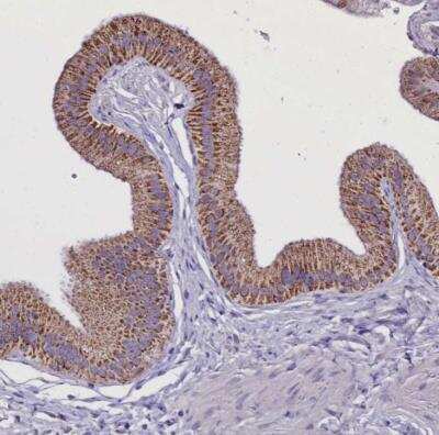 Immunohistochemistry-Paraffin: WDFY3 Antibody [NBP2-48772]