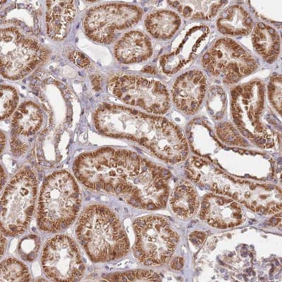 Immunohistochemistry-Paraffin: WDFY3 Antibody [NBP2-48910]