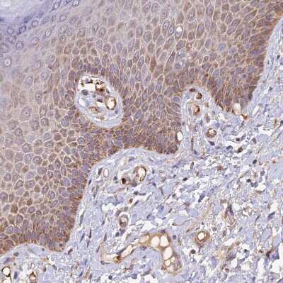 Immunohistochemistry-Paraffin: WDFY4 Antibody [NBP1-90743]