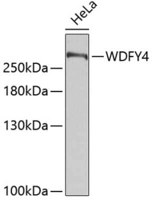 Western Blot: WDFY4 AntibodyAzide and BSA Free [NBP2-93284]