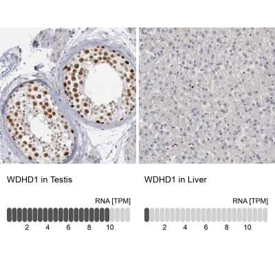 Immunohistochemistry-Paraffin: WDHD1 Antibody [NBP1-89091]