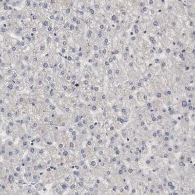 Immunohistochemistry-Paraffin: WDHD1 Antibody [NBP1-89091]