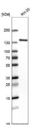 Western Blot: WDHD1 Antibody [NBP1-89091]