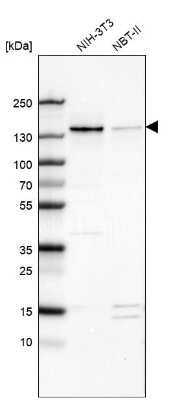 Western Blot: WDHD1 Antibody [NBP1-89091]