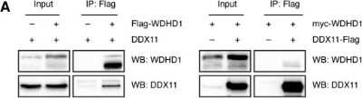 Western Blot: WDHD1 Antibody [NBP1-89091]