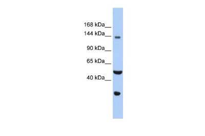 Western Blot: WDHD1 Antibody [NBP2-86065]