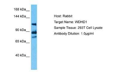 Western Blot: WDHD1 Antibody [NBP2-86066]