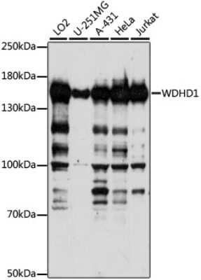 Western Blot: WDHD1 AntibodyAzide and BSA Free [NBP2-93674]