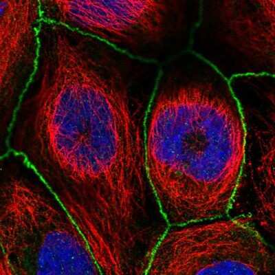 Immunocytochemistry/ Immunofluorescence: WDPCP Antibody [NBP1-92580]