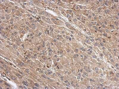 Immunohistochemistry-Paraffin: WDR1 Antibody [NBP2-20887]