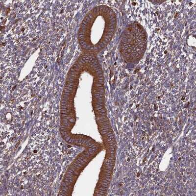 Immunohistochemistry-Paraffin: WDR1 Antibody [NBP2-32665]