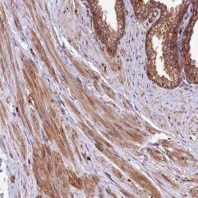 Immunohistochemistry-Paraffin: WDR1 Antibody [NBP2-32665]