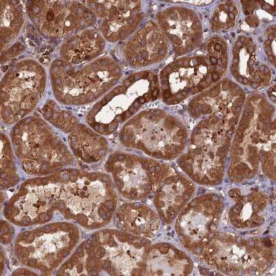 Immunohistochemistry-Paraffin: WDR1 Antibody [NBP2-32665]