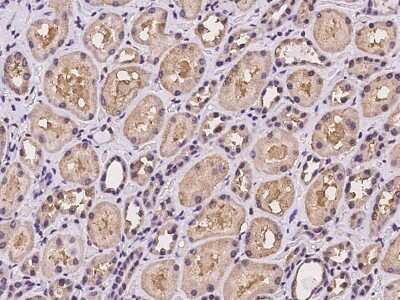 Immunohistochemistry-Paraffin: WDR1 Antibody [NBP2-98001]