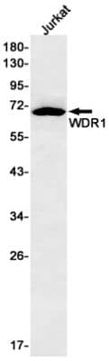 Western Blot: WDR1 Antibody (S01-6D6) [NBP3-19802]