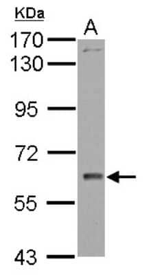 Western Blot: WDR1 Antibody [NBP2-20887]