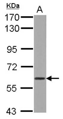 Western Blot: WDR1 Antibody [NBP2-20887]