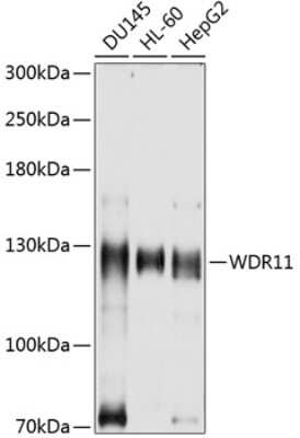 Western Blot: WDR11 AntibodyBSA Free [NBP2-93248]