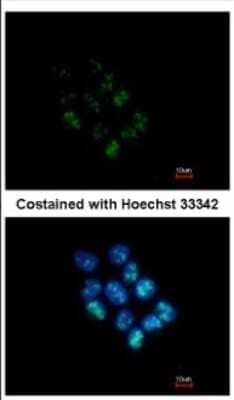 Immunocytochemistry/ Immunofluorescence: WDR12 Antibody [NBP2-20888]