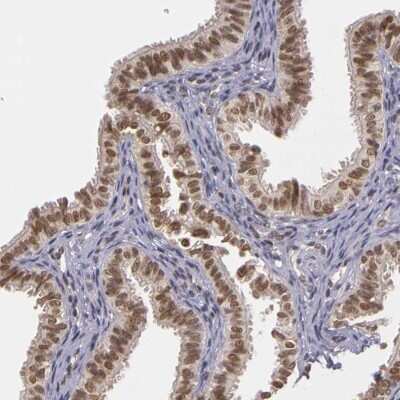 Immunohistochemistry-Paraffin: WDR13 Antibody [NBP1-85820]