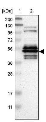 Western Blot: WDR13 Antibody [NBP1-85820]