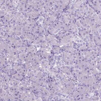 Immunohistochemistry-Paraffin: WDR16 Antibody [NBP1-81947]