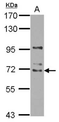 Western Blot: WDR16 Antibody [NBP2-20889]