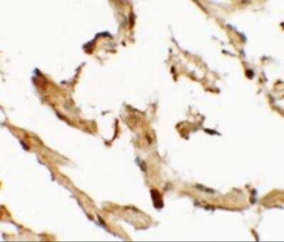 Immunohistochemistry: WDR18 Antibody - BSA Free [NBP2-81877]