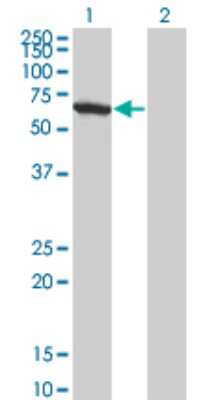 Western Blot: WDR20 Antibody (1D10) [H00091833-M01]