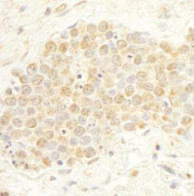 Immunohistochemistry-Paraffin: WDR20 Antibody [NB100-86989]