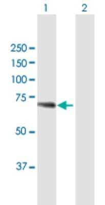 Western Blot: WDR20 Antibody [H00091833-B01P]