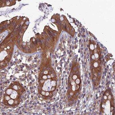 Immunohistochemistry-Paraffin: WDR24 Antibody [NBP1-88439]