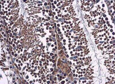 Immunohistochemistry-Paraffin: WDR24 Antibody [NBP2-20892]