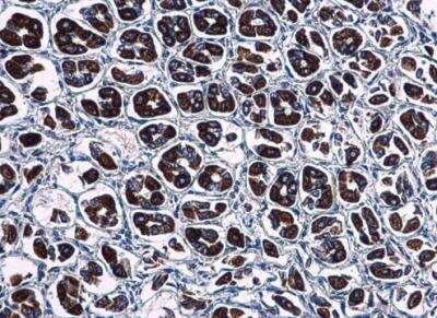 Immunohistochemistry-Paraffin: WDR24 Antibody [NBP2-20892]