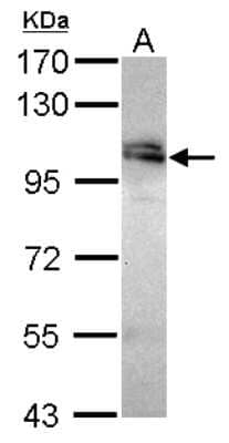 Western Blot: WDR24 Antibody [NBP2-20892]