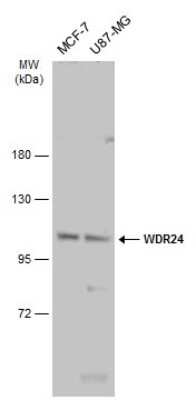 Western Blot: WDR24 Antibody [NBP3-13259]