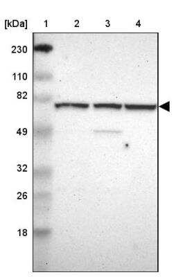 Western Blot: WDR25 Antibody [NBP1-93467]