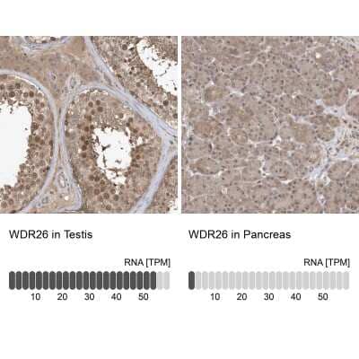 Immunohistochemistry-Paraffin: WDR26 Antibody [NBP1-83628]