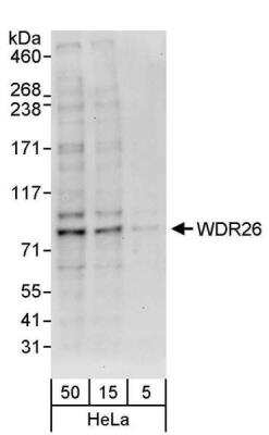 Western Blot: WDR26 Antibody [NBP1-26629]