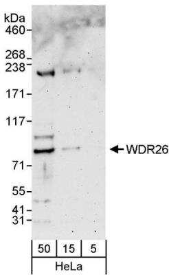 Western Blot: WDR26 Antibody [NBP1-26630]