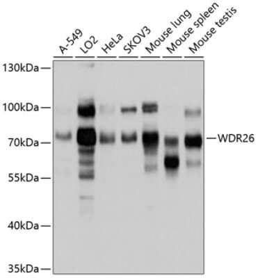 Western Blot: WDR26 AntibodyAzide and BSA Free [NBP2-94270]