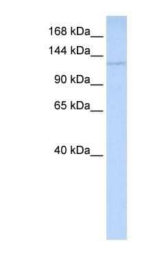 Western Blot: WDR3 Antibody [NBP1-79930]