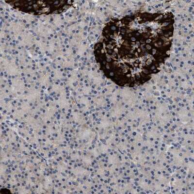 Immunohistochemistry-Paraffin: WDR31 Antibody [NBP1-81963]