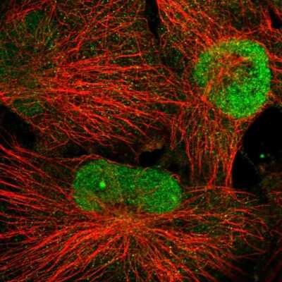 Immunocytochemistry/ Immunofluorescence: WDR33 Antibody [NBP2-58189]